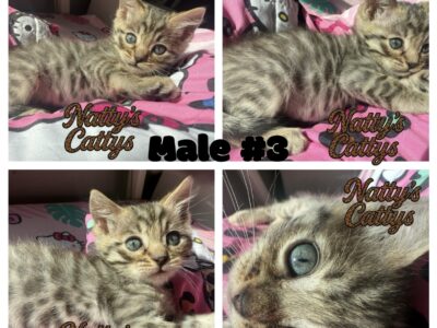 Christmas Bengal Kittens