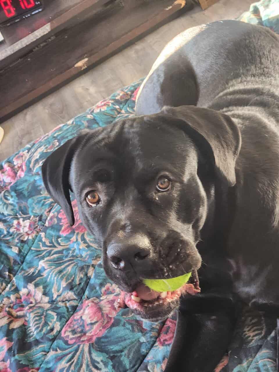 2 going on 3 years Cane Corso image 2