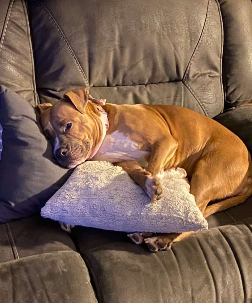 Rehoming Sammie image 2