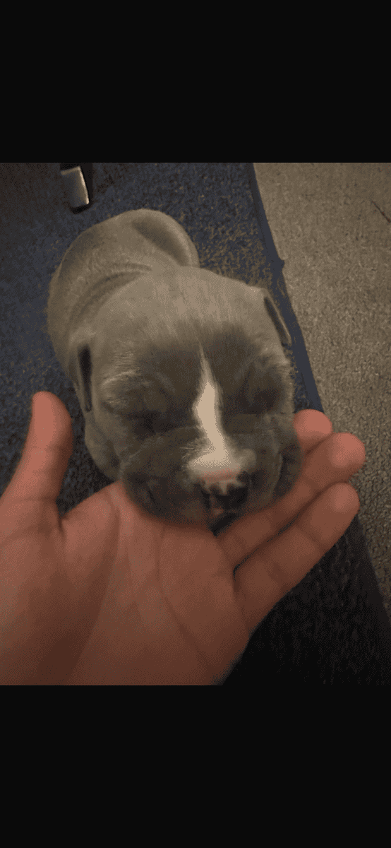 puppies bully and pitbull mixed image 2