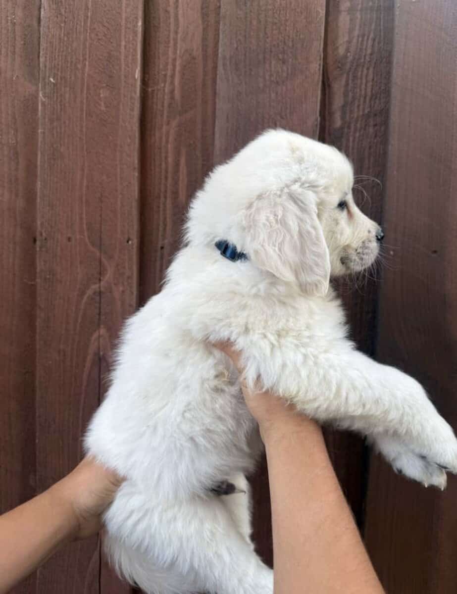 English cream golden retriever image 4