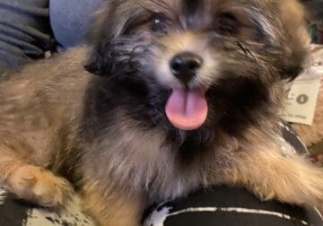 Maltipoo for sale boy