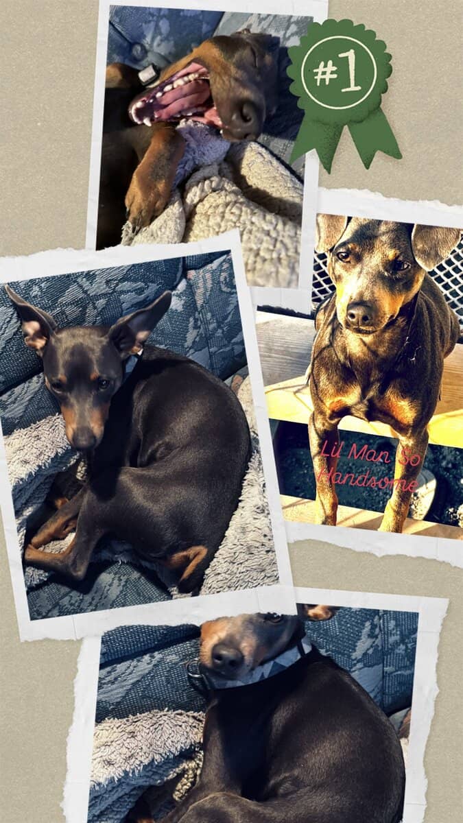 3 yr old Fixed Male Miniature Pinscher image 1