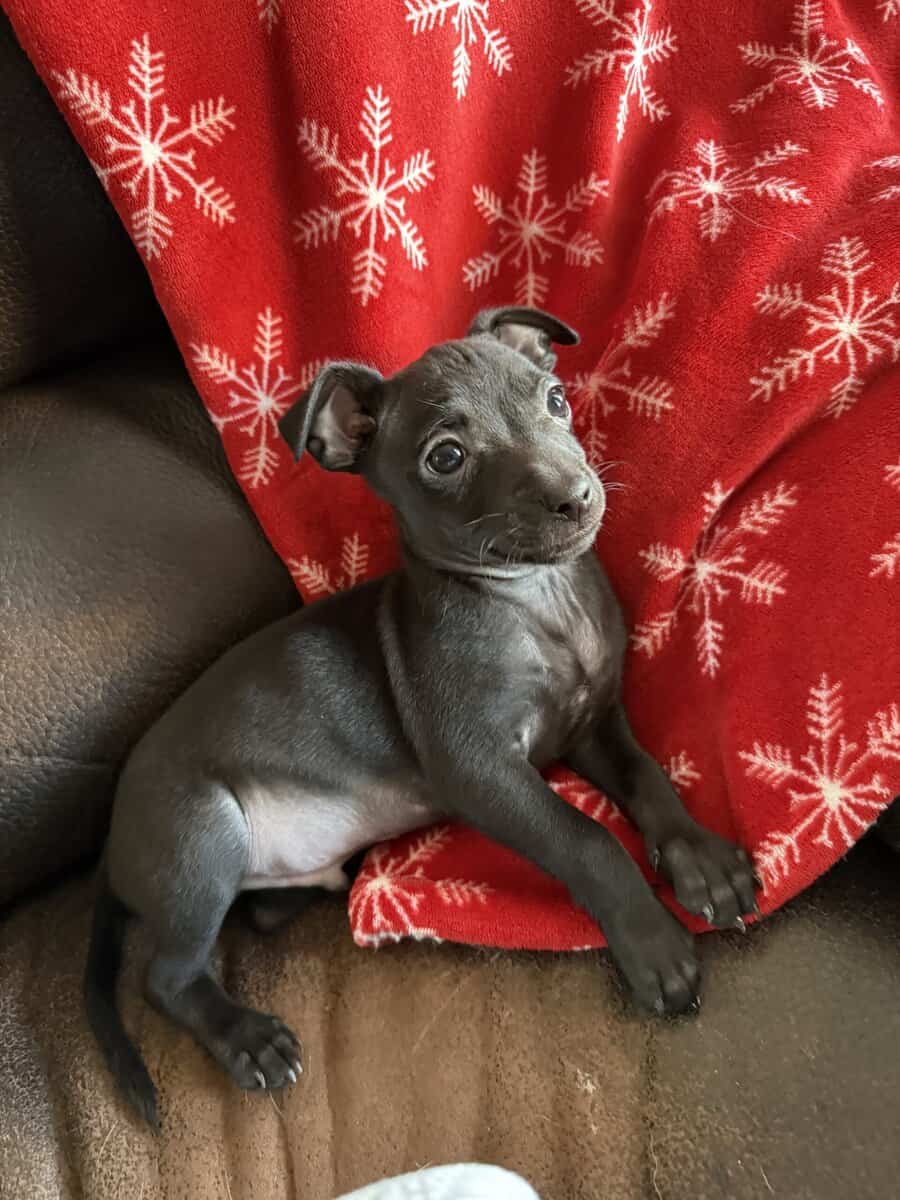 Chihuahua mix puppies looking for a home image 3