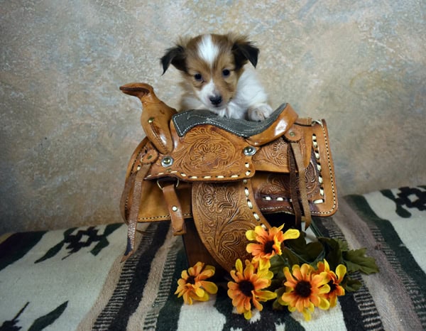 Adorable Small AKC male image 3