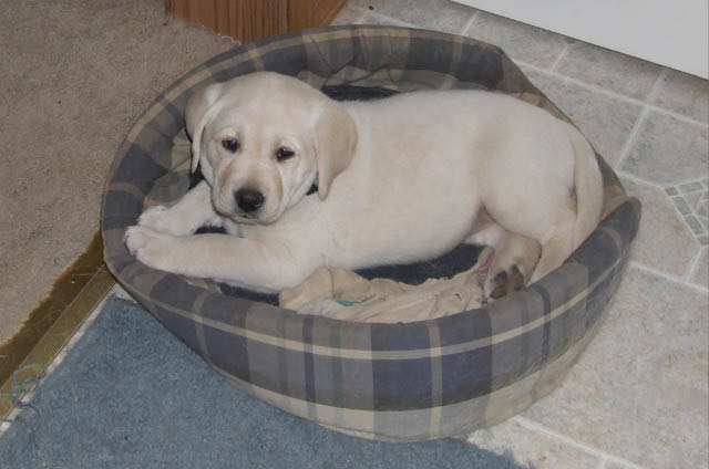 Labrador Puppies, Yellow, AKC Registered. image 4