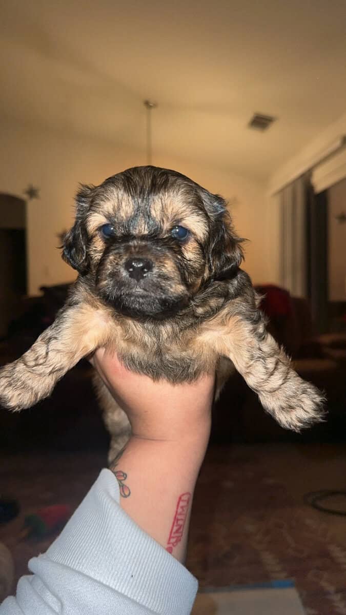 Toy poodle/ shih tzu image 5