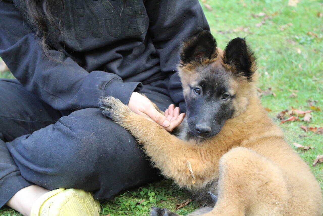 "Alligator" Male Belgian Tervuren Puppy image 4
