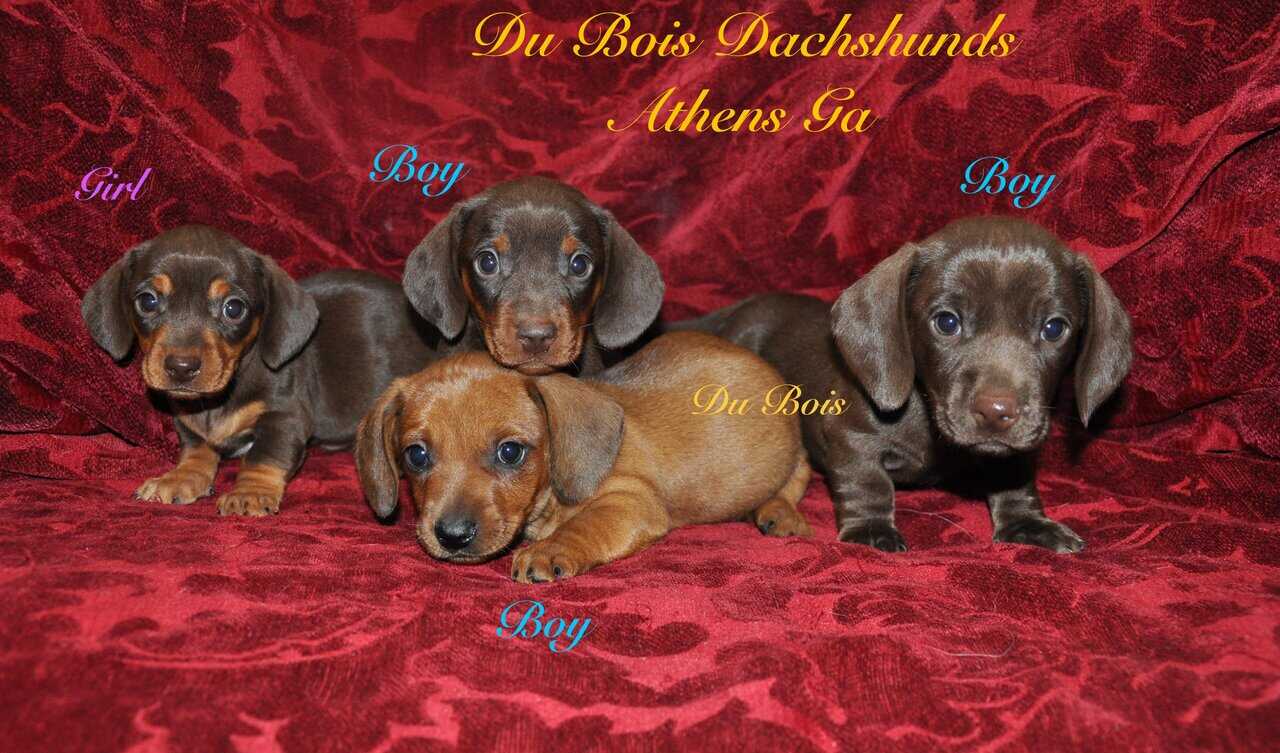 Miniature Dachshunds for sale image 1