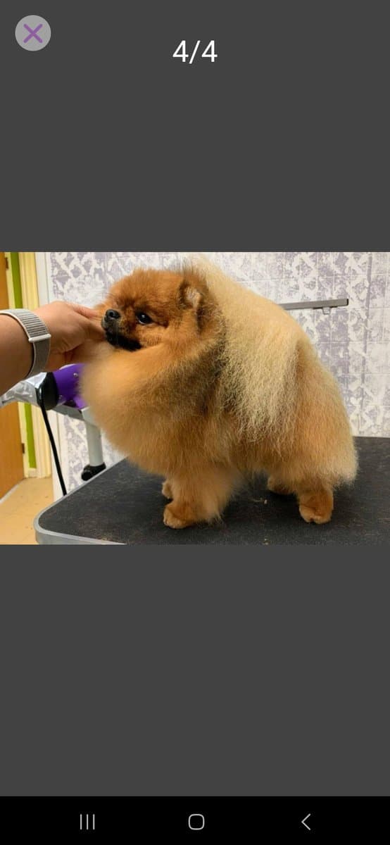 Pomeranian pups image 3