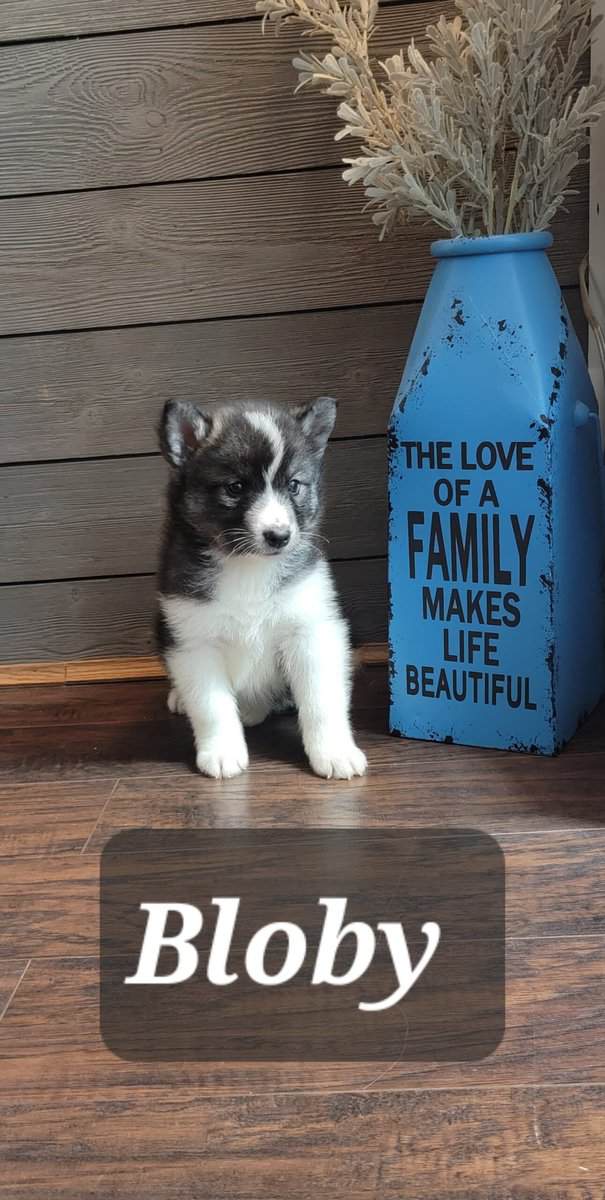 Samusky (siberian somoyed) image 5