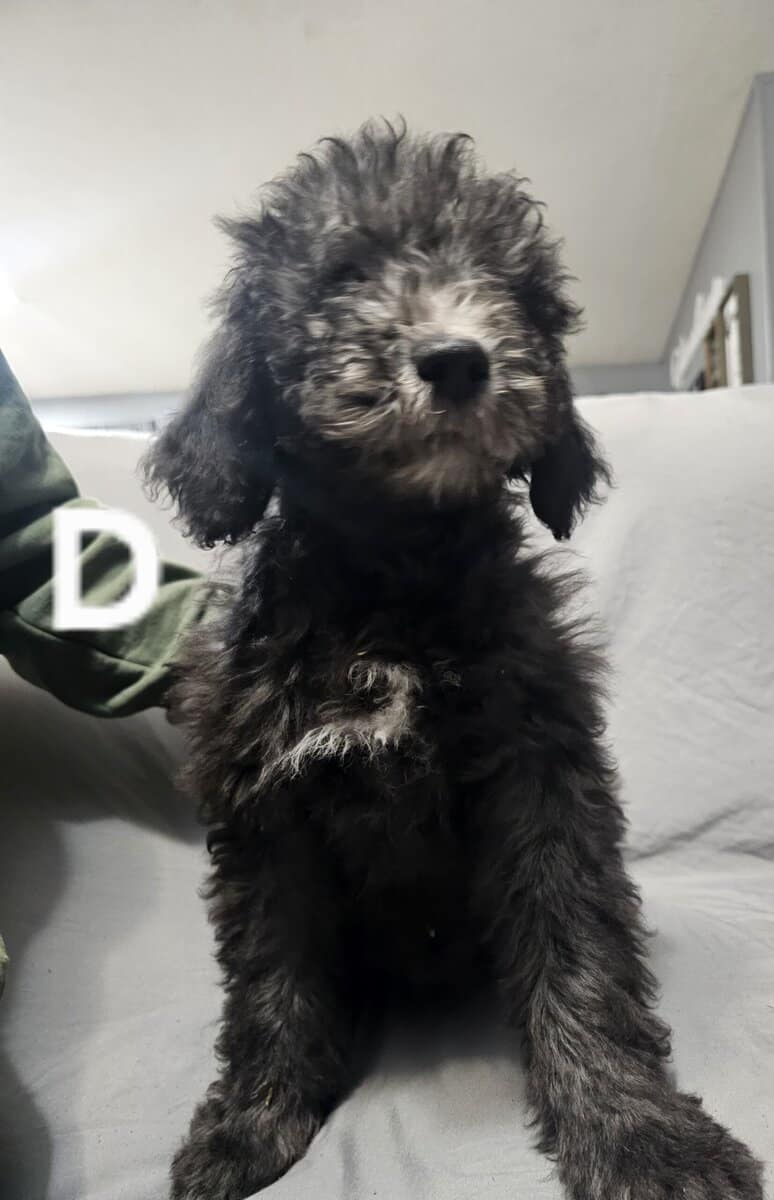 DOUBLE DOODLES image 10