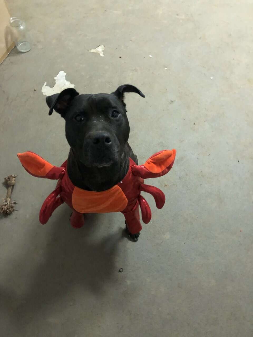 Lab/pit mix looking for loving home image 4