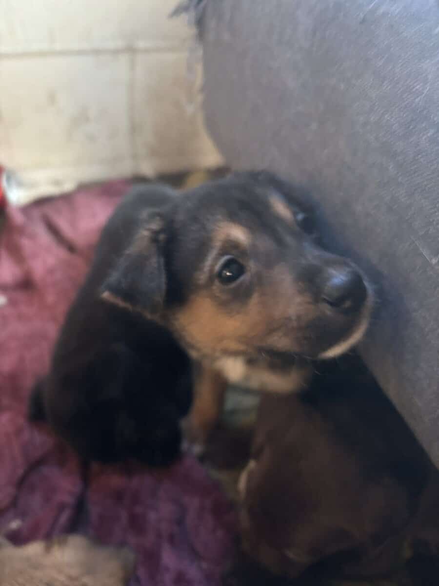 6 shepherd mix and 6 Weimaraner mix pups image 4