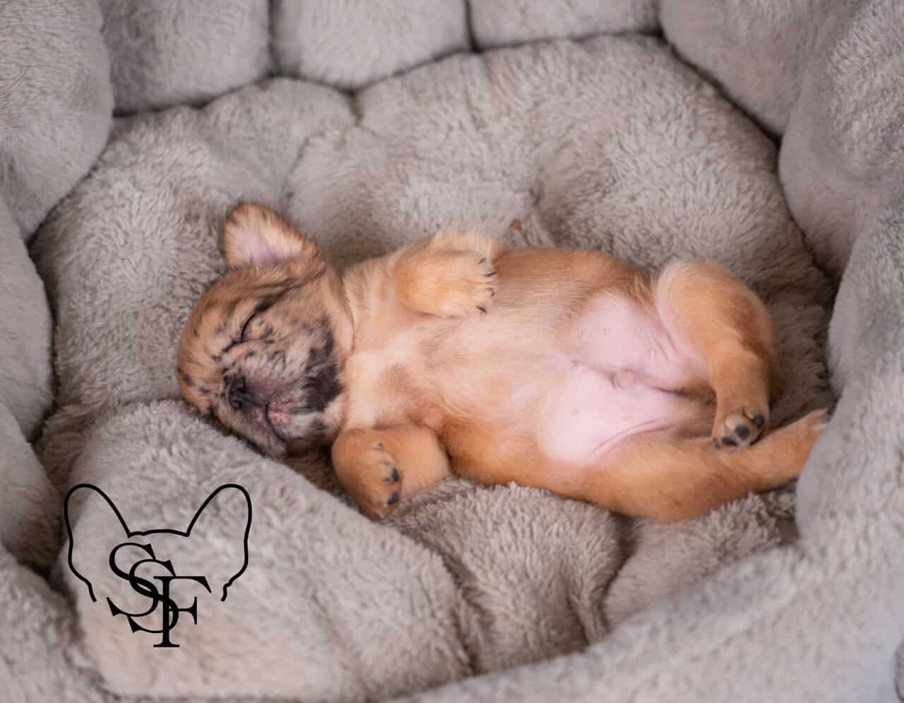 French Bulldog Puppies image 2