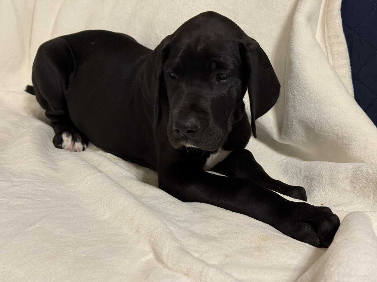 Rehoming Great Dane puppies. image 6