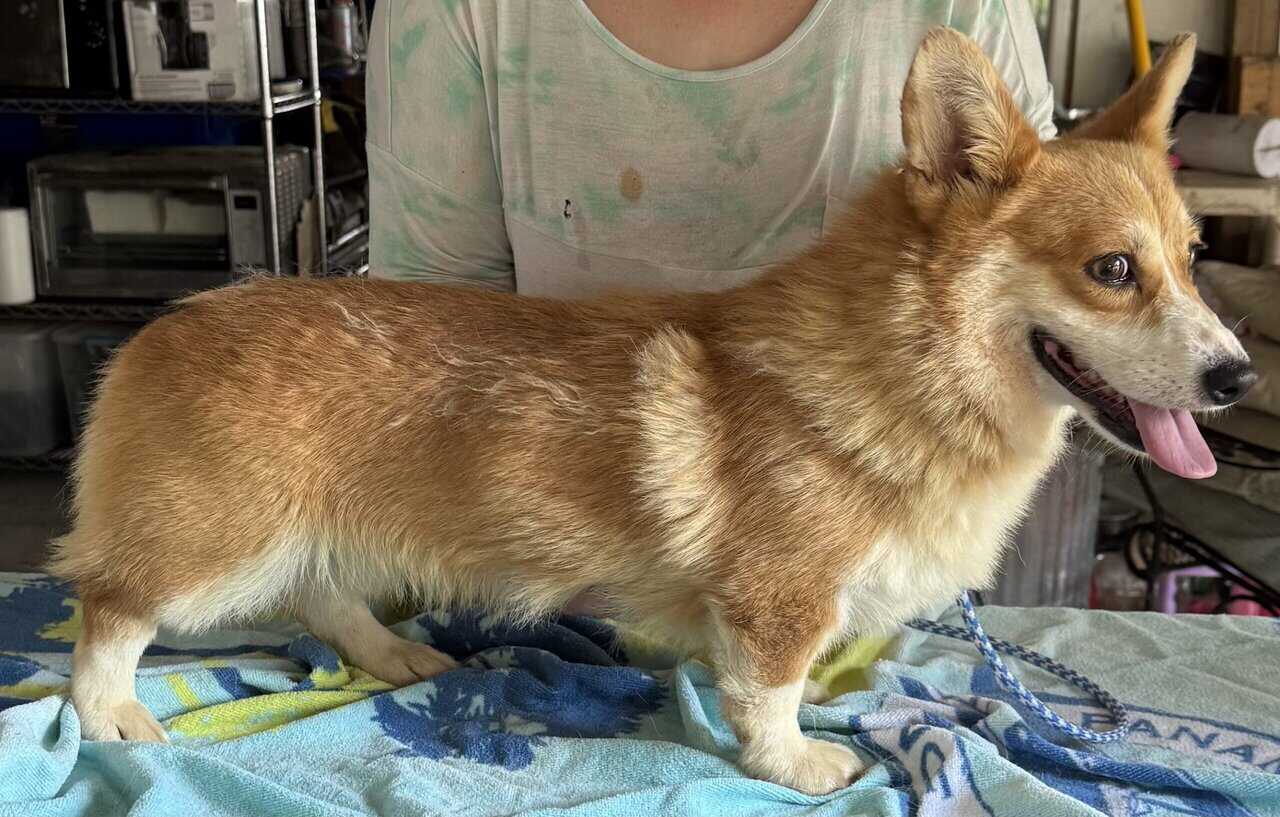 2 yr. Pembroke Welsh Corgi image 2