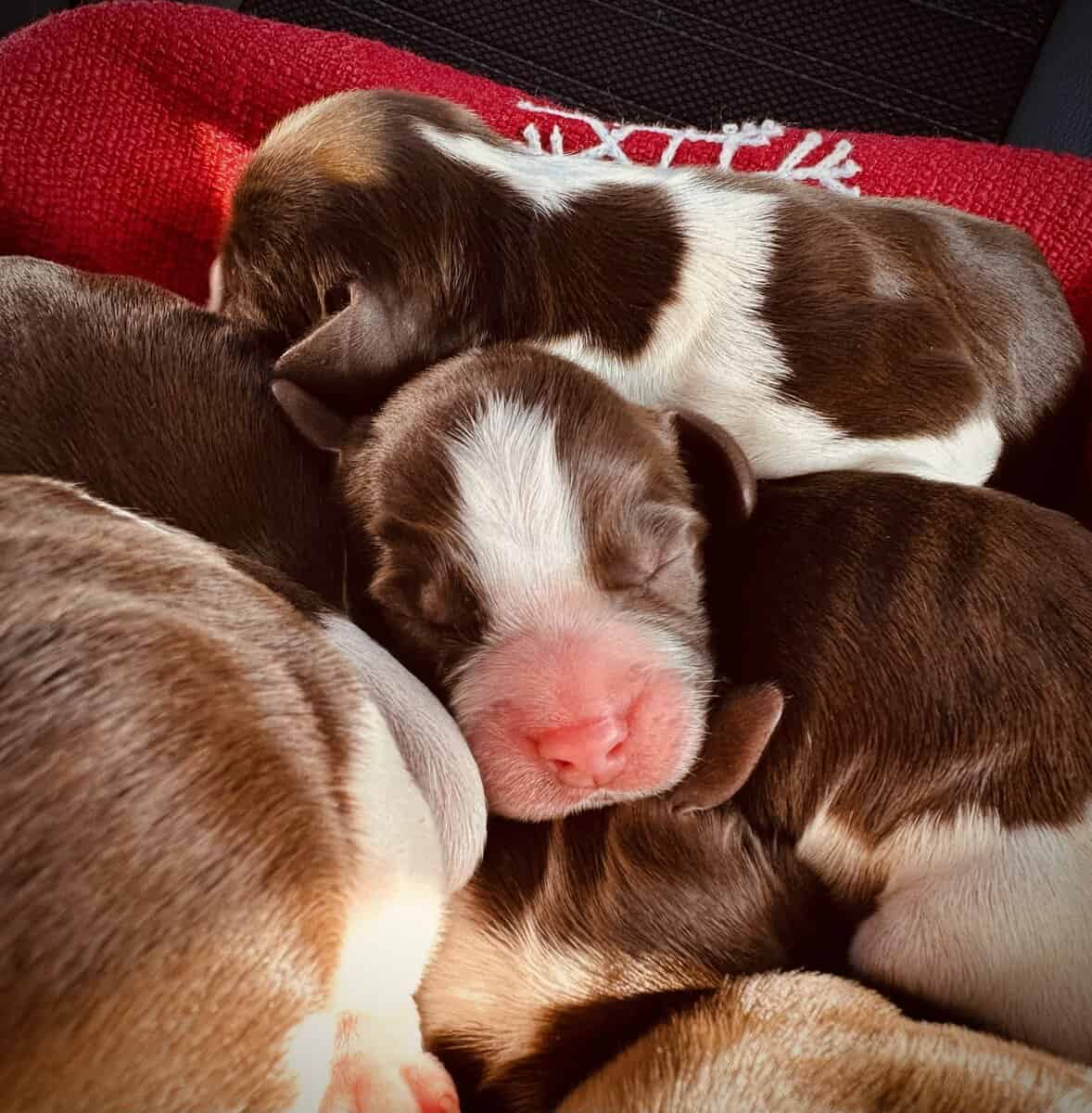 English Springer Spaniel Puppies image 4
