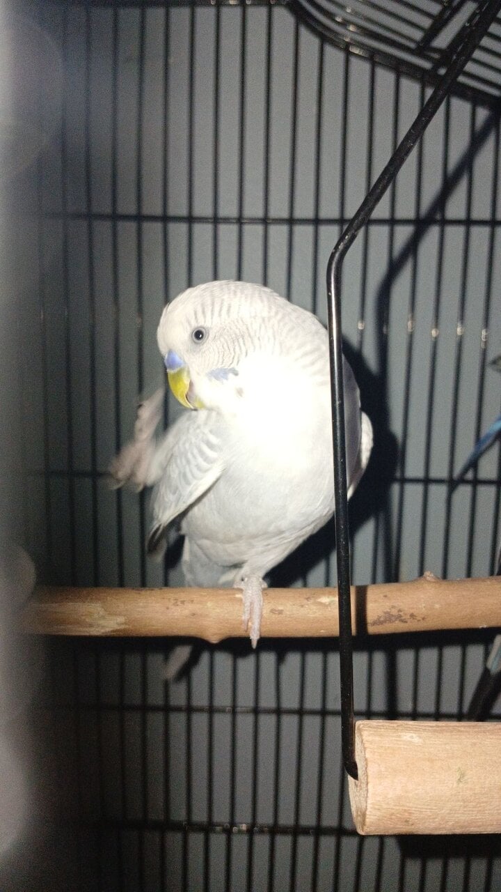 (Unavailable) Snuggles Clear-wing grey budgie image 4
