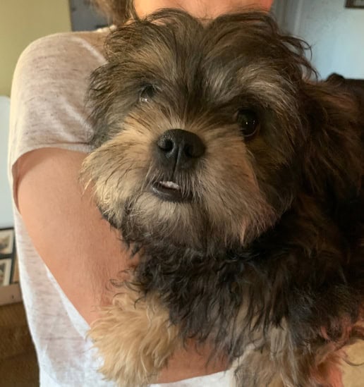 Gorgeous ShihPoo Pup! Gorgeus Female image 1