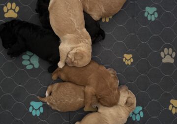 Mini Labradoodle Puppies — Ready Mid-December