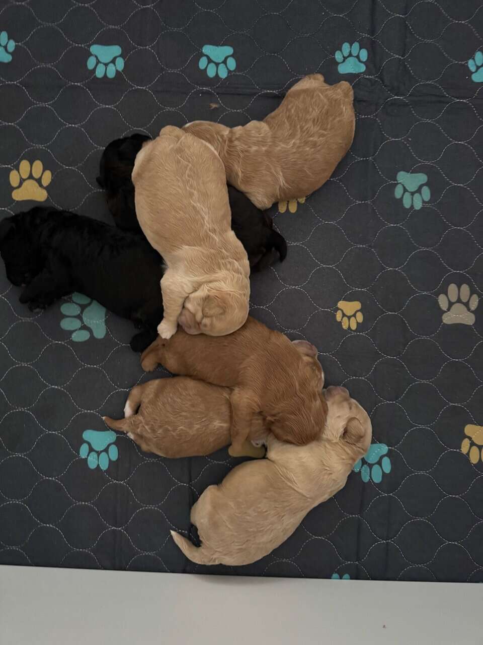 Mini Labradoodle Puppies — Ready Mid-December image 1