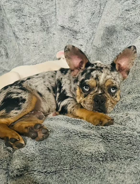 English Cocker Spaniel/French Bulldog Mix Puppies image 18
