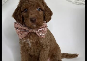 Lucy Thanksgiving/Christmas Puppy!