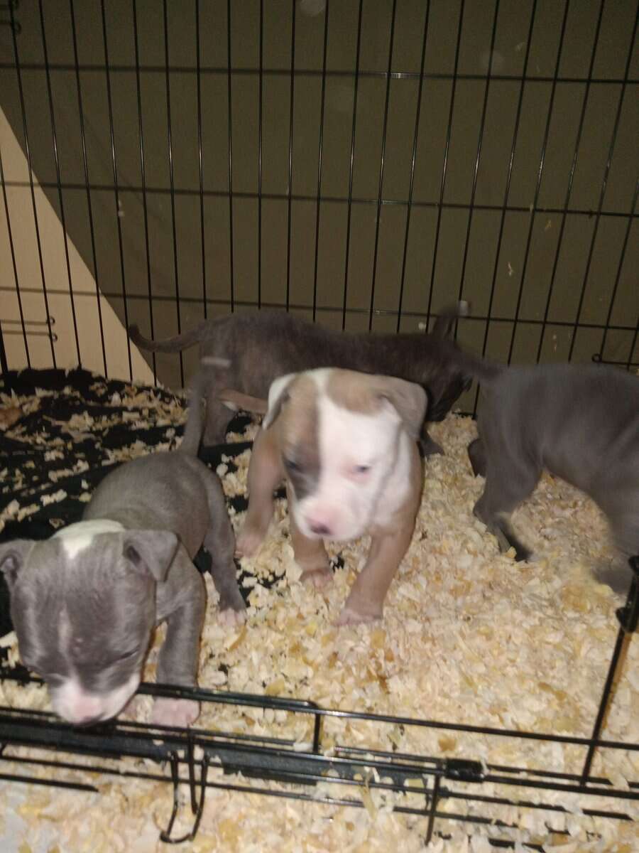 Pocket bully Blue pit bull puppies image 3