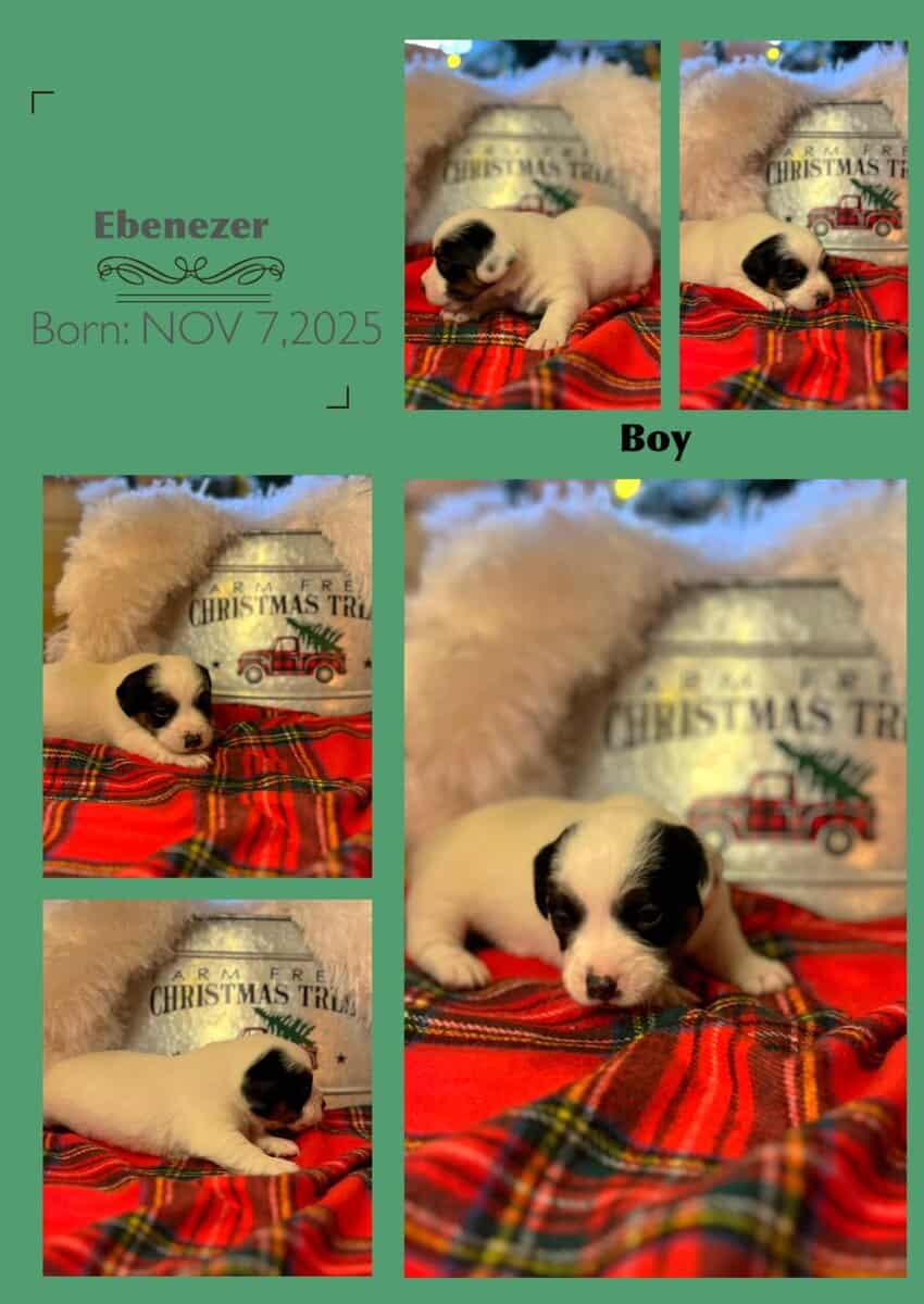Male shorty Jack AKC image 1