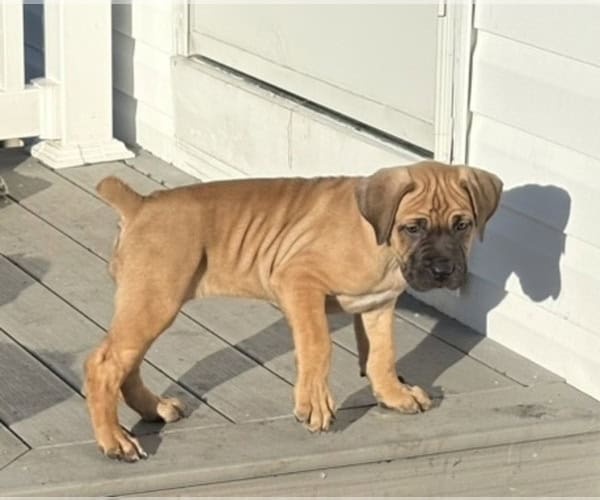 Boerboel–Cane Corso Puppies -- Ready to go! image 7