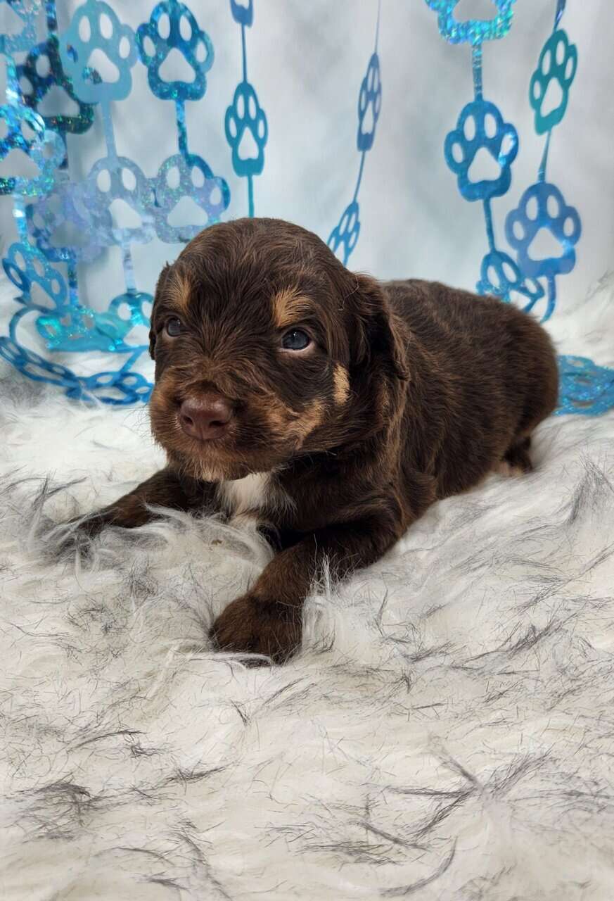 6 Mini Aussidoodles image 1