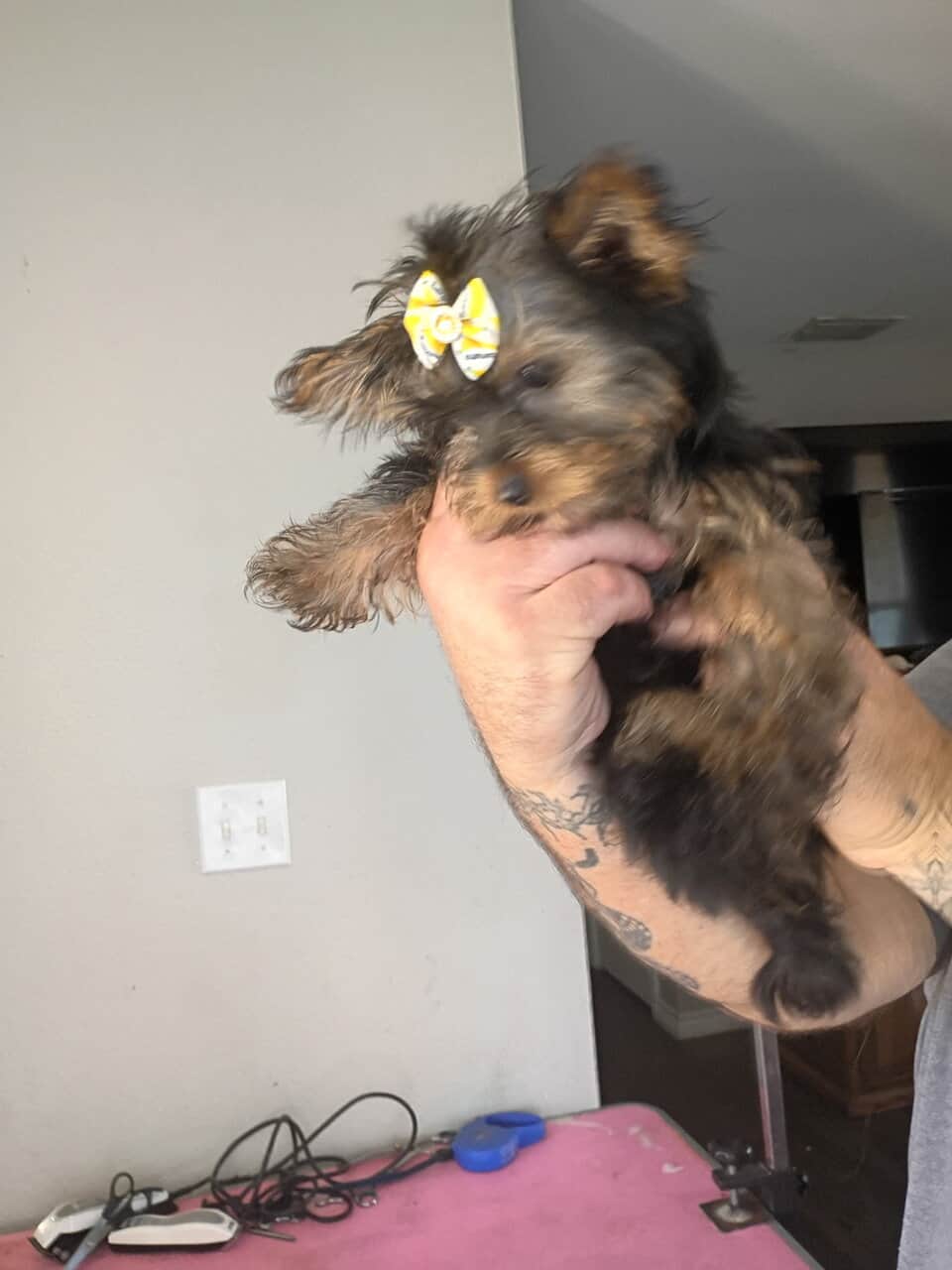 CKC Yorkie female with Pedigree image 2