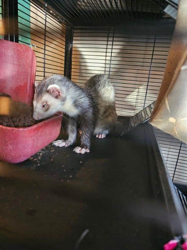 2 sweet male sibling ferrets for rehoming image 15