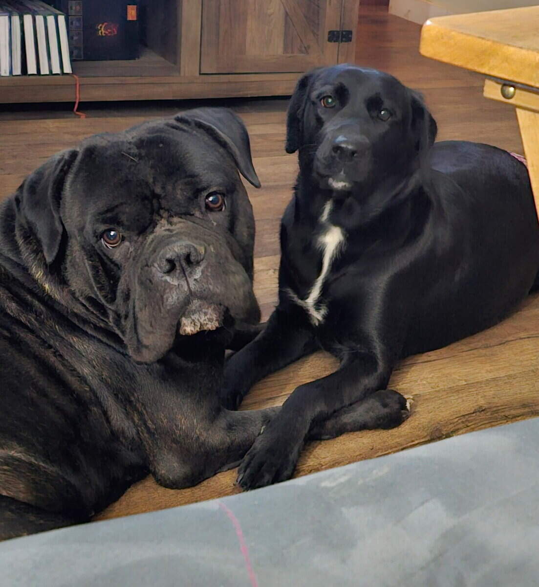 Cane Corso mix puppies image 1