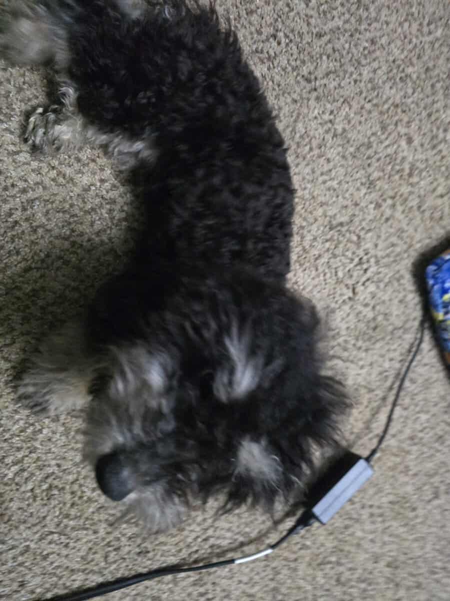 Mini poodle image 4