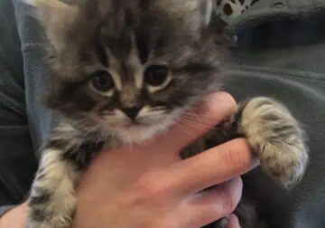 Marble Lynx Ragdoll Kitten