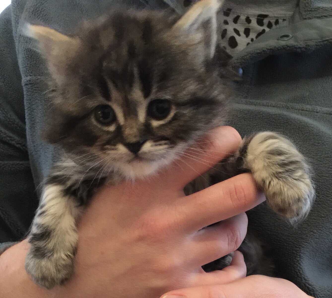 Marble Lynx Ragdoll Kitten image 1