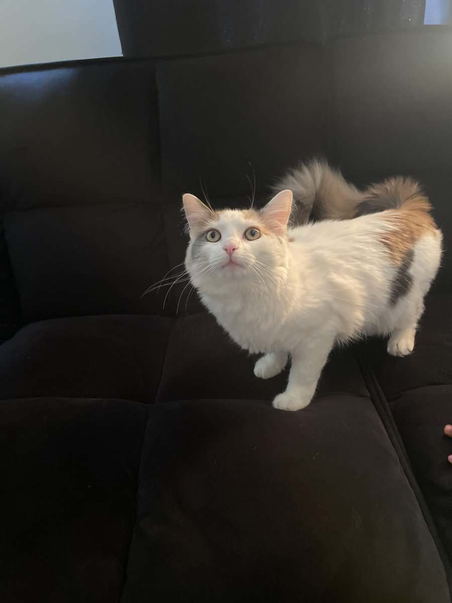 Kitten Looking for a Loving Home image 5