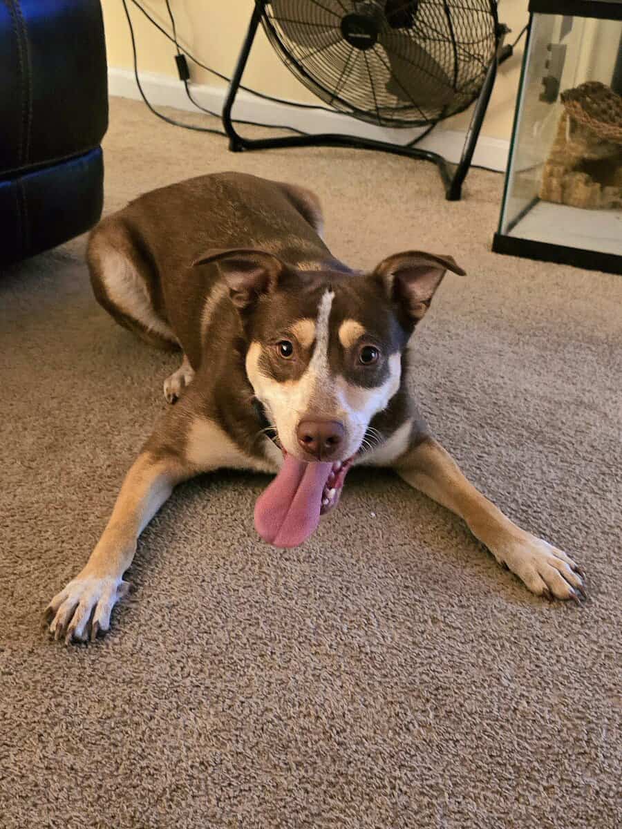 Australian kelpie/Australian shepherd image 7