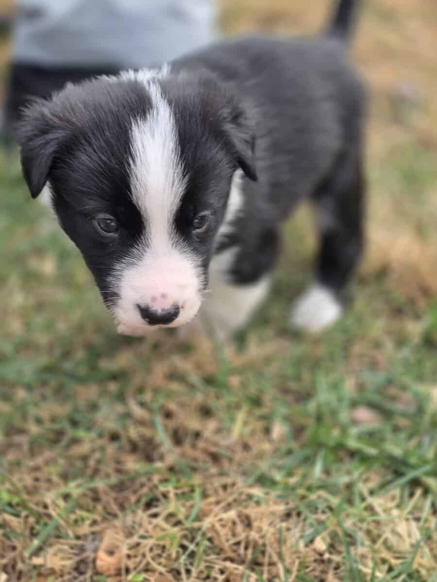 ADORABLE Puppy ready for you! image 5