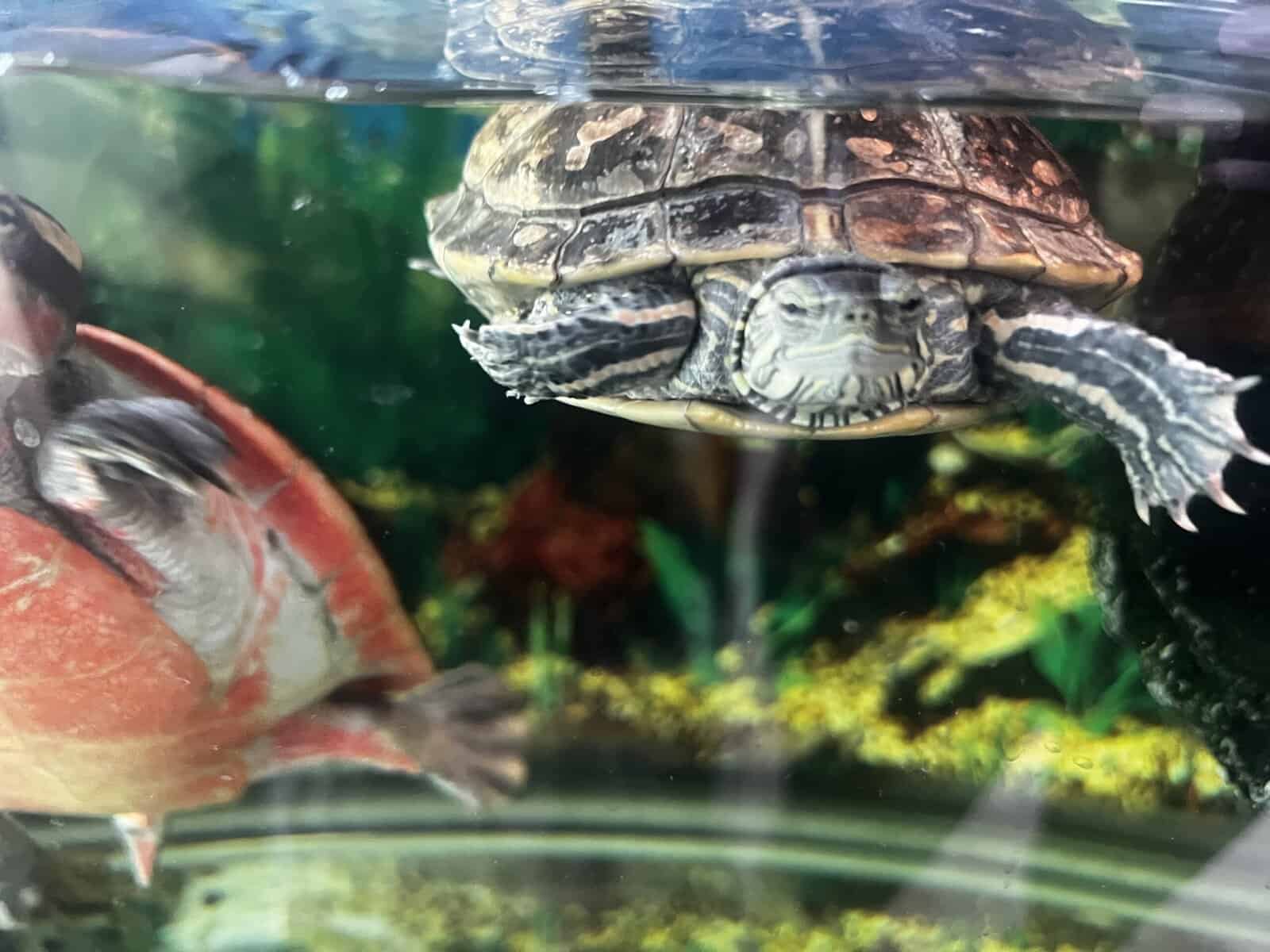 Turtles lost there mom to cancer image 12