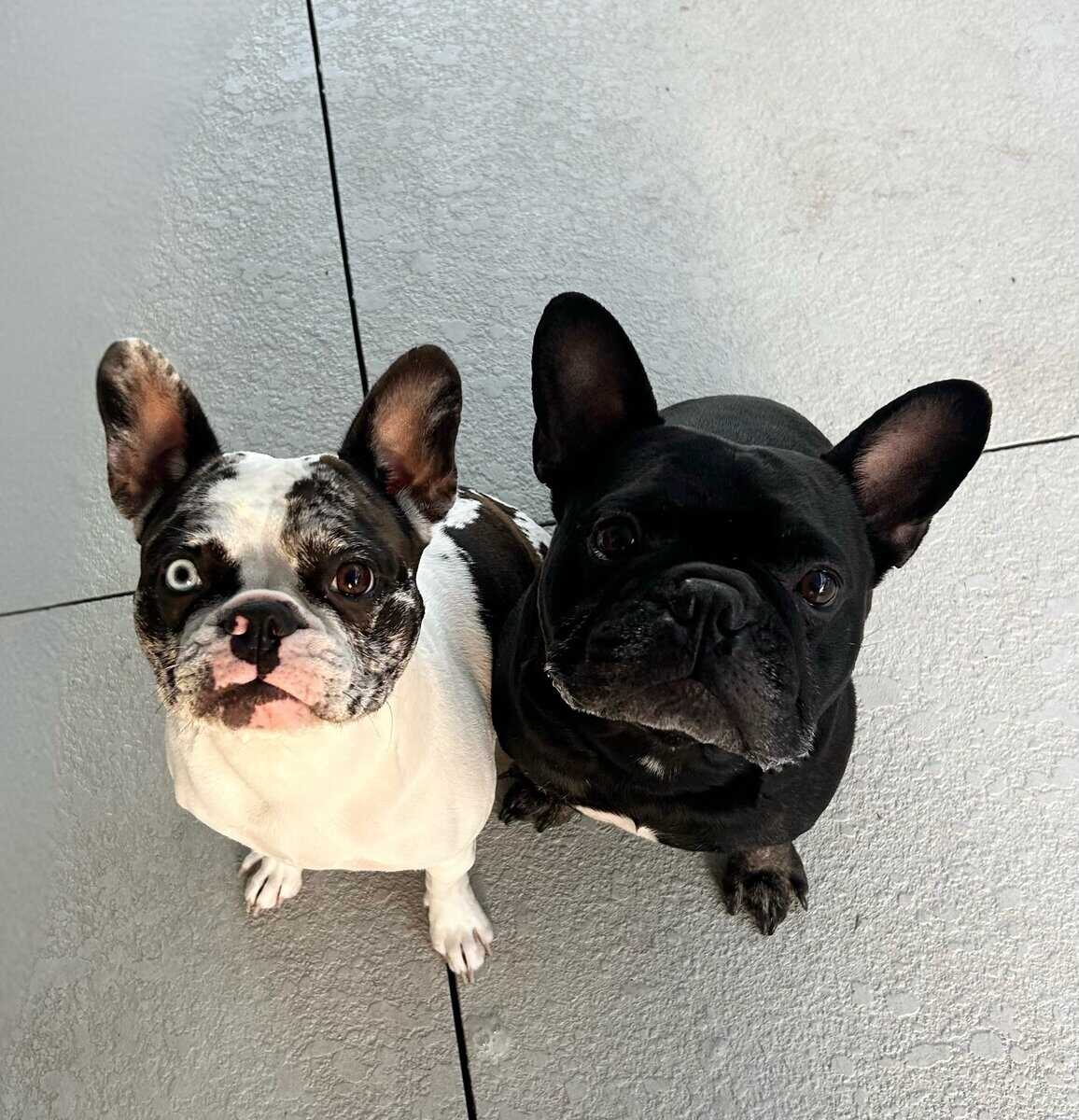 Frenchton image 3