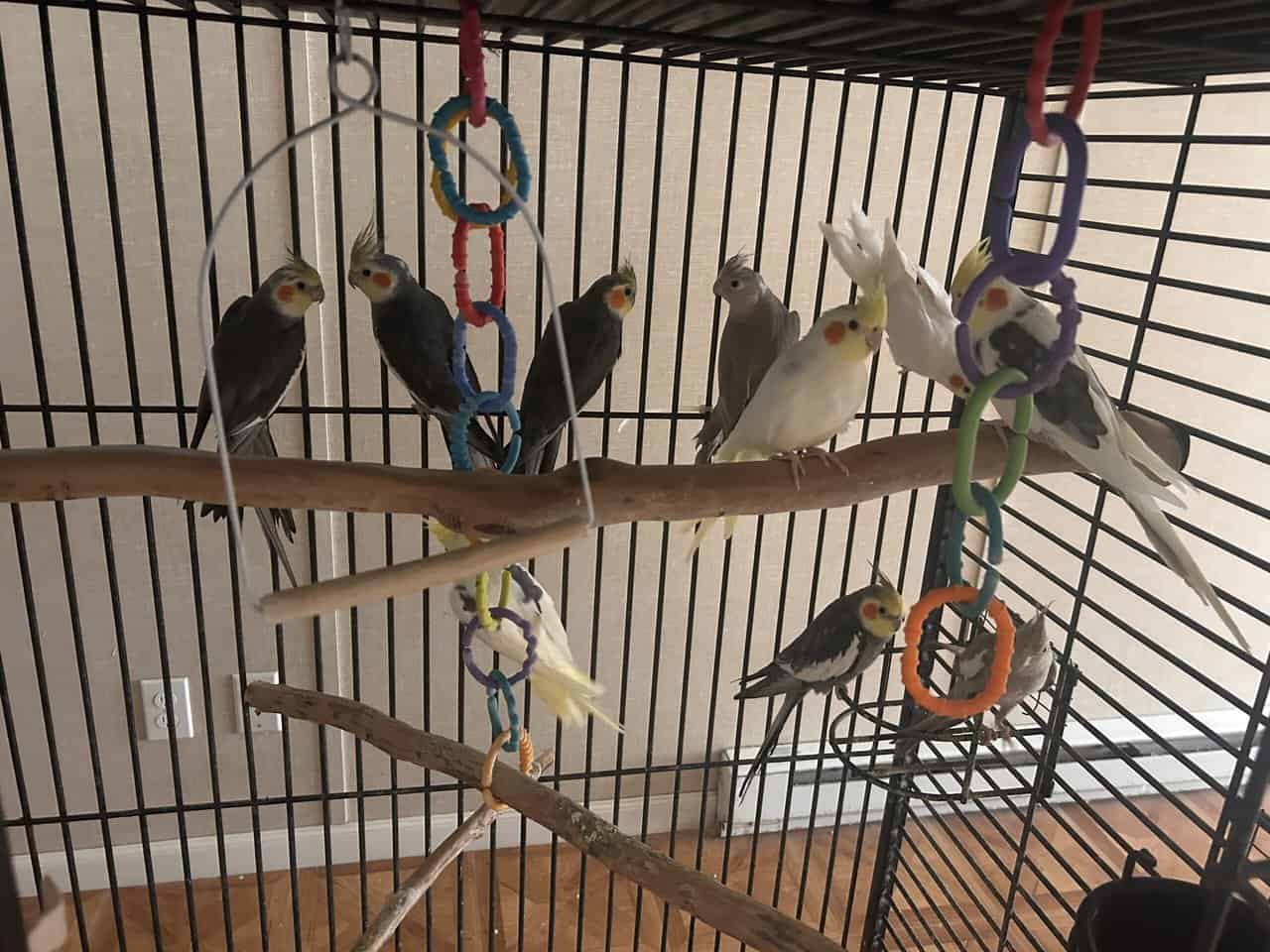 Cockatiel for sale image 13