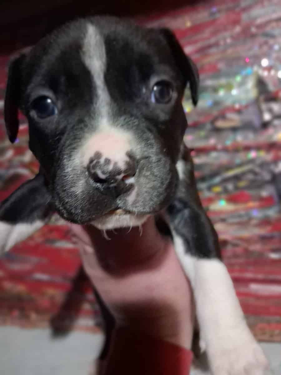 Cute pitbull pups image 8