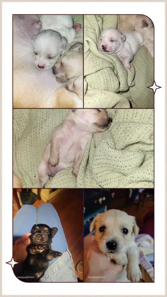 Chiweenie Pups for Christmas image 1