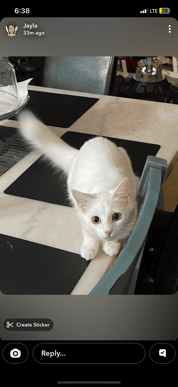 Pure White Kitten For Sale image 2