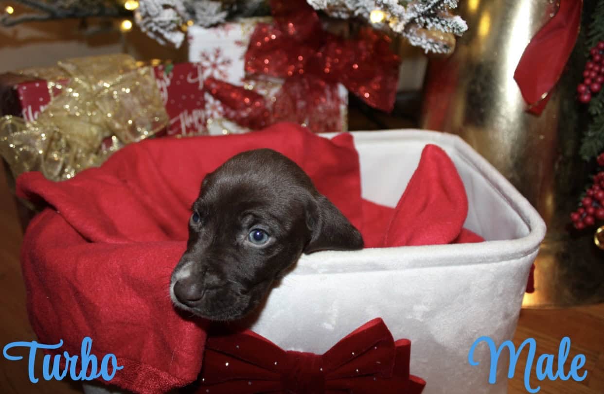 GERMAN SHORTHAIR POINTERS FOR SALE LITTER OF 10 image 8