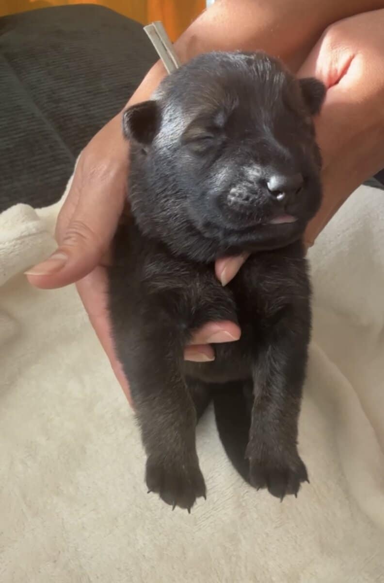 AKC Registered, Top Pedigree, Working GSD Puppies image 4