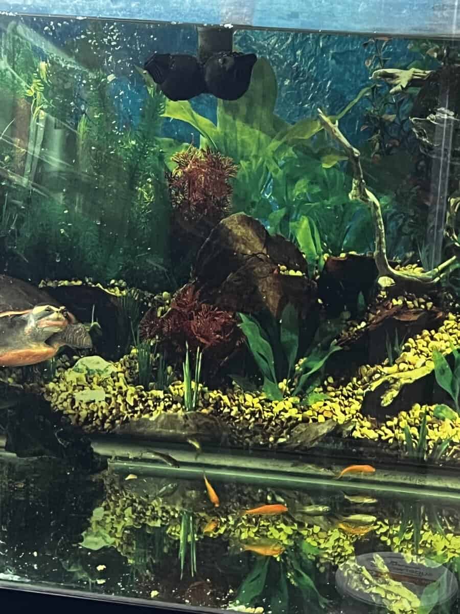 Turtles lost there mom to cancer image 6